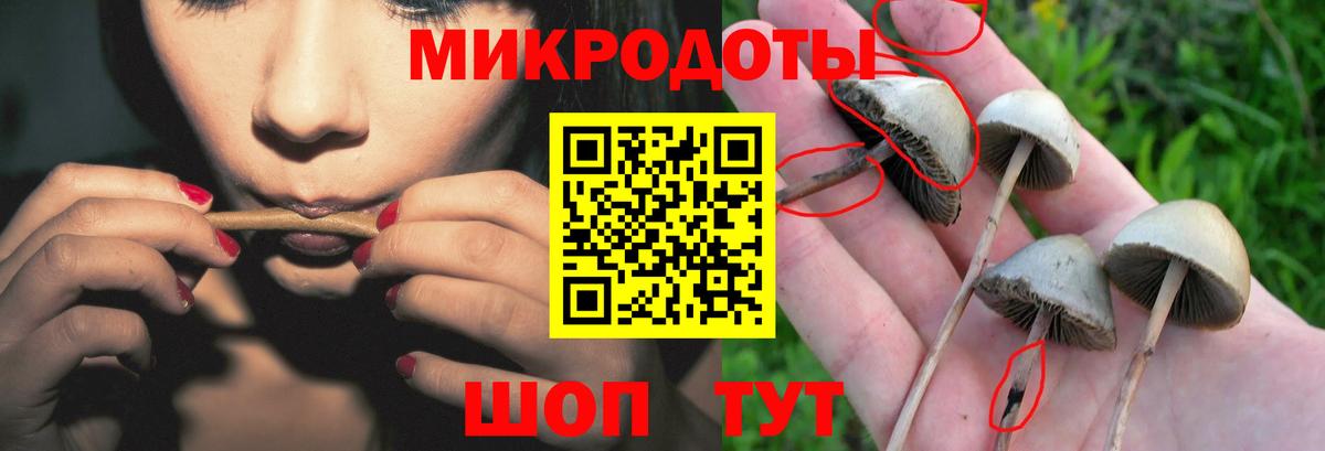 Гусев  Галлюциногенные грибы Psilocybine cubensis  Вход с VPN 
